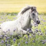 0001-Curly-lila-Blumen-26_07_2