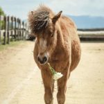 0001-Peanut-mit-Rose-21_05_202