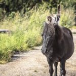 0002-Marwin-mit-Katze-26_07_20