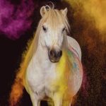 0005-Flocke-Shetlandpony-Holi-