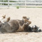 0006-Pumba-beim-Waelzen-21_05_