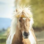 001-Bluemchen-Loewenzahn-26_04