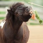 008-Calimero-mit-Moehre-10_05_