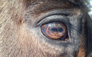 Goldenes Auge von Pepper