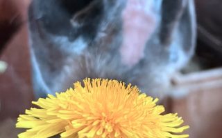 IMG_8611