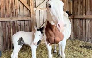 WhatsApp Image 2026-03-30 at 08.29.01 (1)