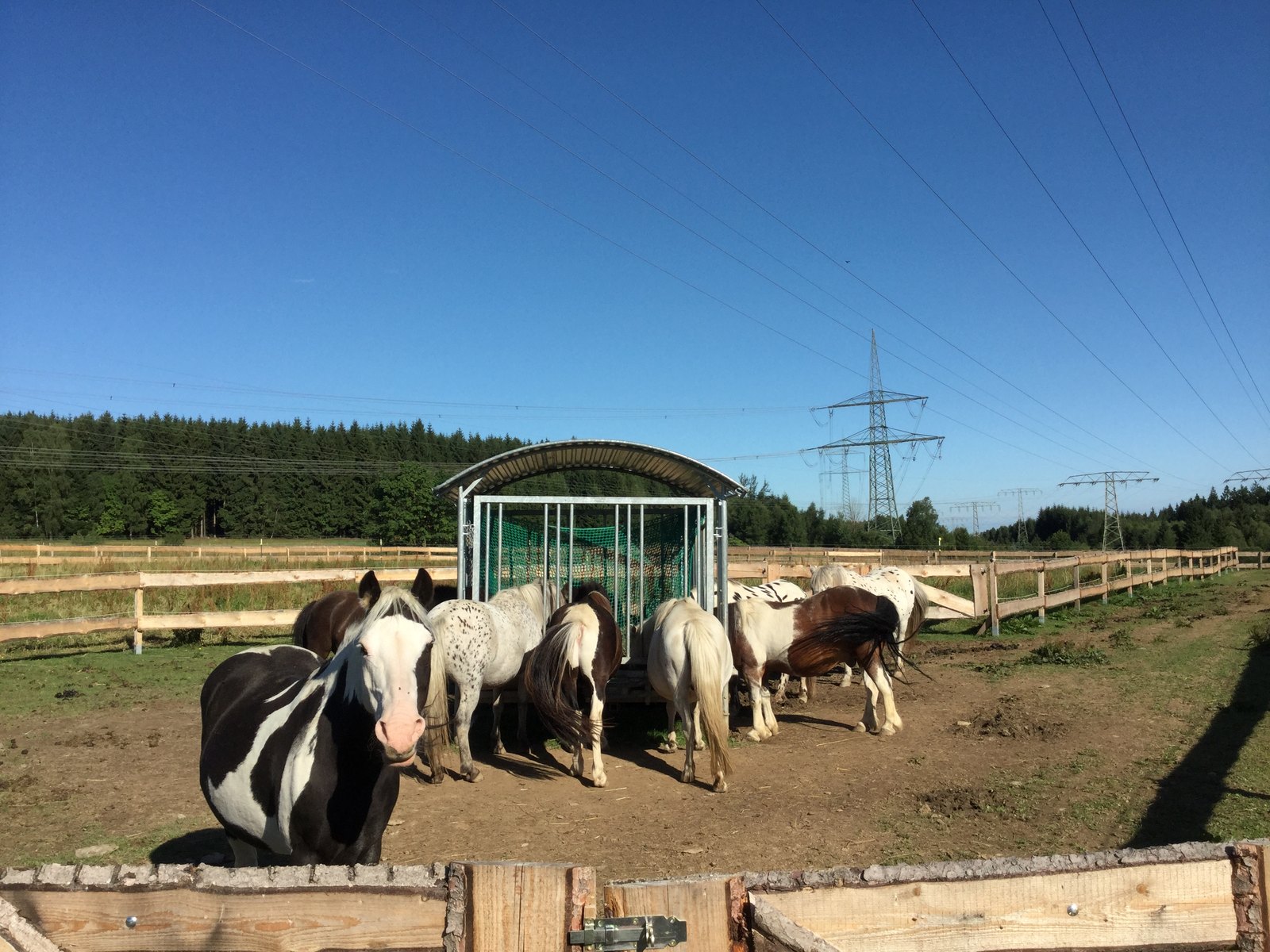 Pony herd