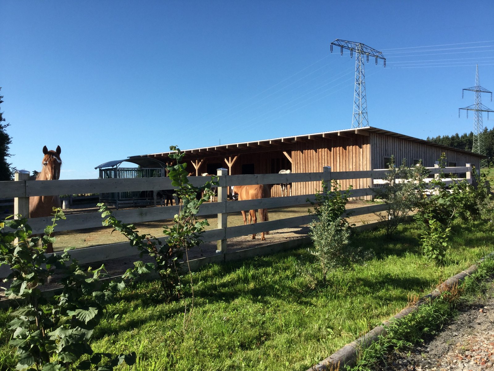 Laminitis herd