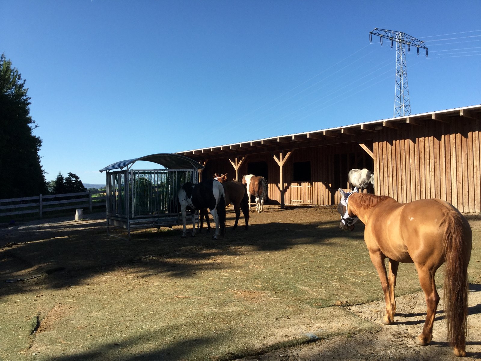 Gelding herd